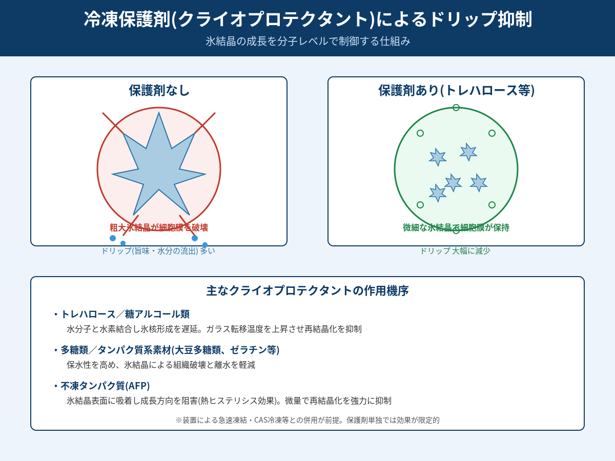 冷凍保護剤(クライオプロテクタント)でドリップを抑える——分子レベルの品質保持技術
