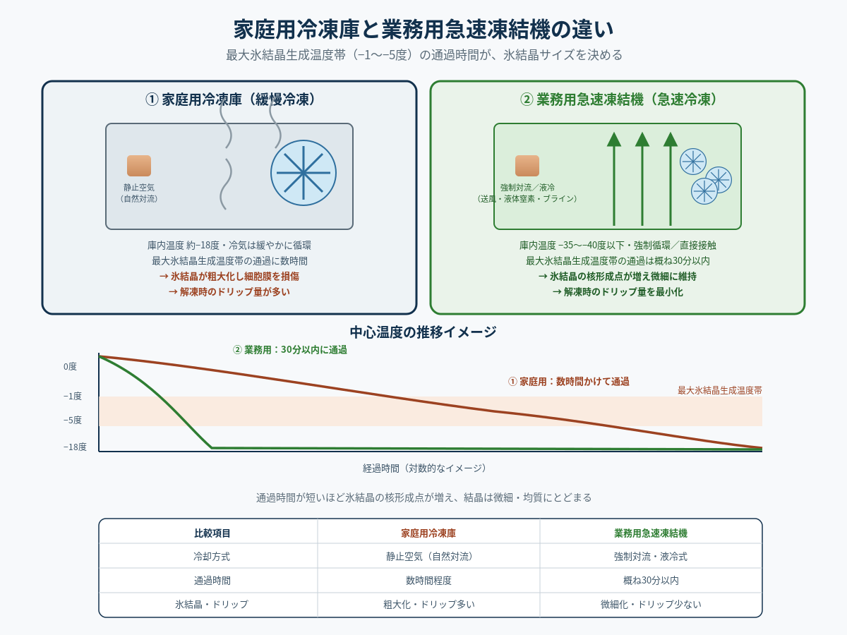 家庭用冷凍庫と業務用急速凍結機、何が違うのでしょうか——凍結速度が分ける氷結晶サイズの差