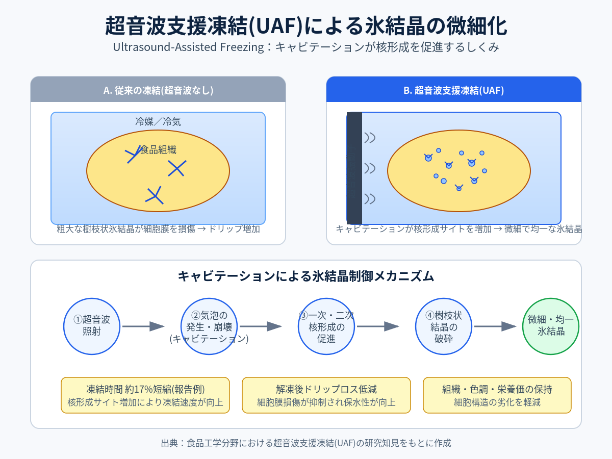 超音波支援凍結(UAF)がもたらす氷結晶の微細化とドリップ低減
